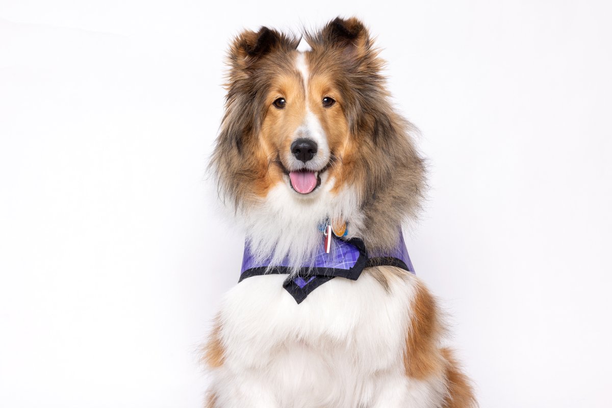 There's no reason to be bored before you board! Visit with these good boys to help you pass the time. Concourse B 🐶 Miles 10 a.m.-12 p.m. 🐶 Reggie 3-5 p.m. Concourse C 🐶 Frankie 10:30 a.m.-12:30 p.m. #DENCATS