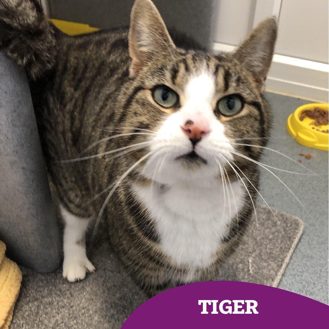 After straying for quite some time, gorgeous girl Tiger (2) is hoping to experience those home comforts soon 🤞🏻

Tiger's confidence has grown since arriving at the Tyneside AC and she is truly blossoming 🌸 

Is she purrfect for you? 👀👇🏻
cats.org.uk/findacatform/?…