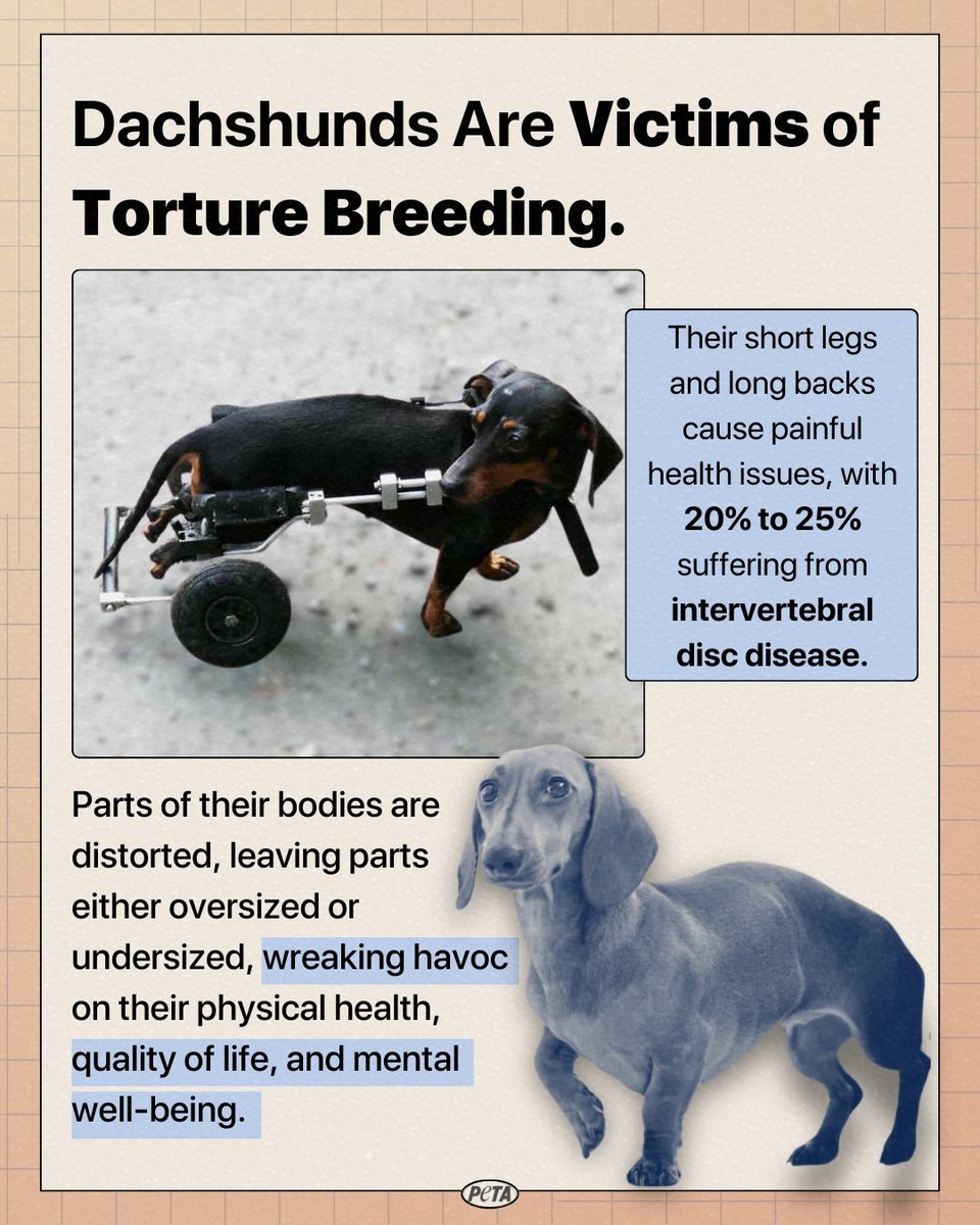 Is the dachshund's signature look worth their suffering? More on how unethical breeding practices are hurting these beloved animals 👉 peta.vg/3vlo