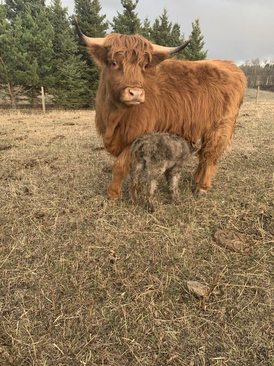 They are all on the ground !