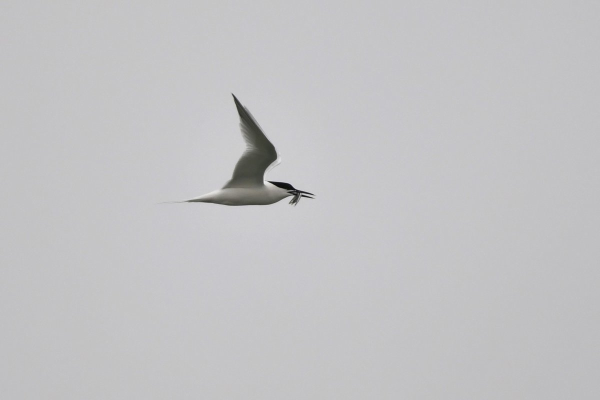 And so the food carrying begins for the Sandwich Terns. This one was heading west past Selsey Bill and it remains to be seen whether the terns will nest in Pagham Harbour to the east. @SelseyBirder