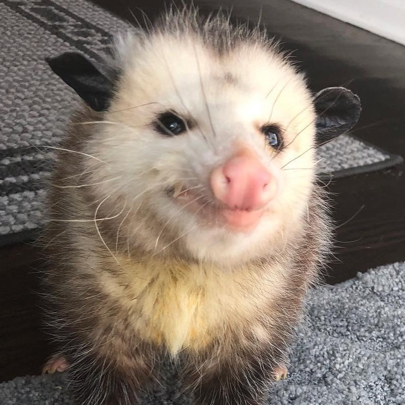 SeraphinaPossum tweet picture