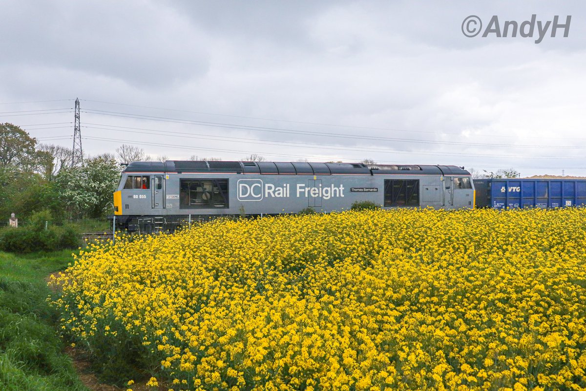 #SideOnSaturday Today's 6Z89 Middleton Towers to Chaddesden Sidings sand train passing some colourful fields near Uffington, Lincs, this lunchtime. @DCRailOfficial 60055 'Thomas Barnardo' providing the traction. #TugWatch #DCR #SaturdaySandTrain 27/4/24