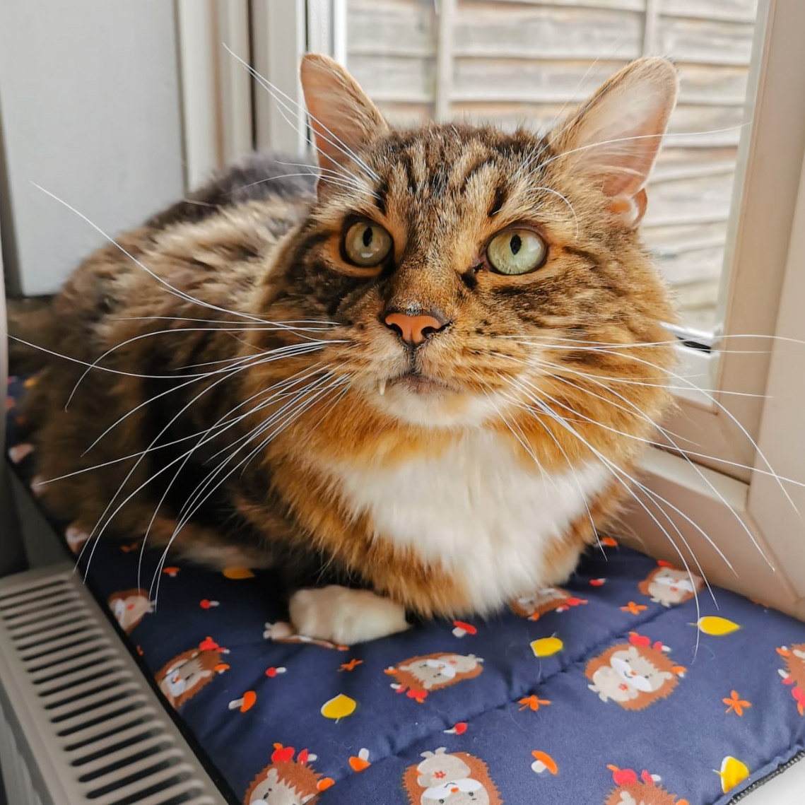 kittycreativeco's tweet photo. Milo loves his new handmade windowsill mat 😻 available now from our store 😊 link in bio  #Caturday #CatsOfTwitter #CatsOnTwitter #CatsOfX https://t.co/BmOtjmNQ76