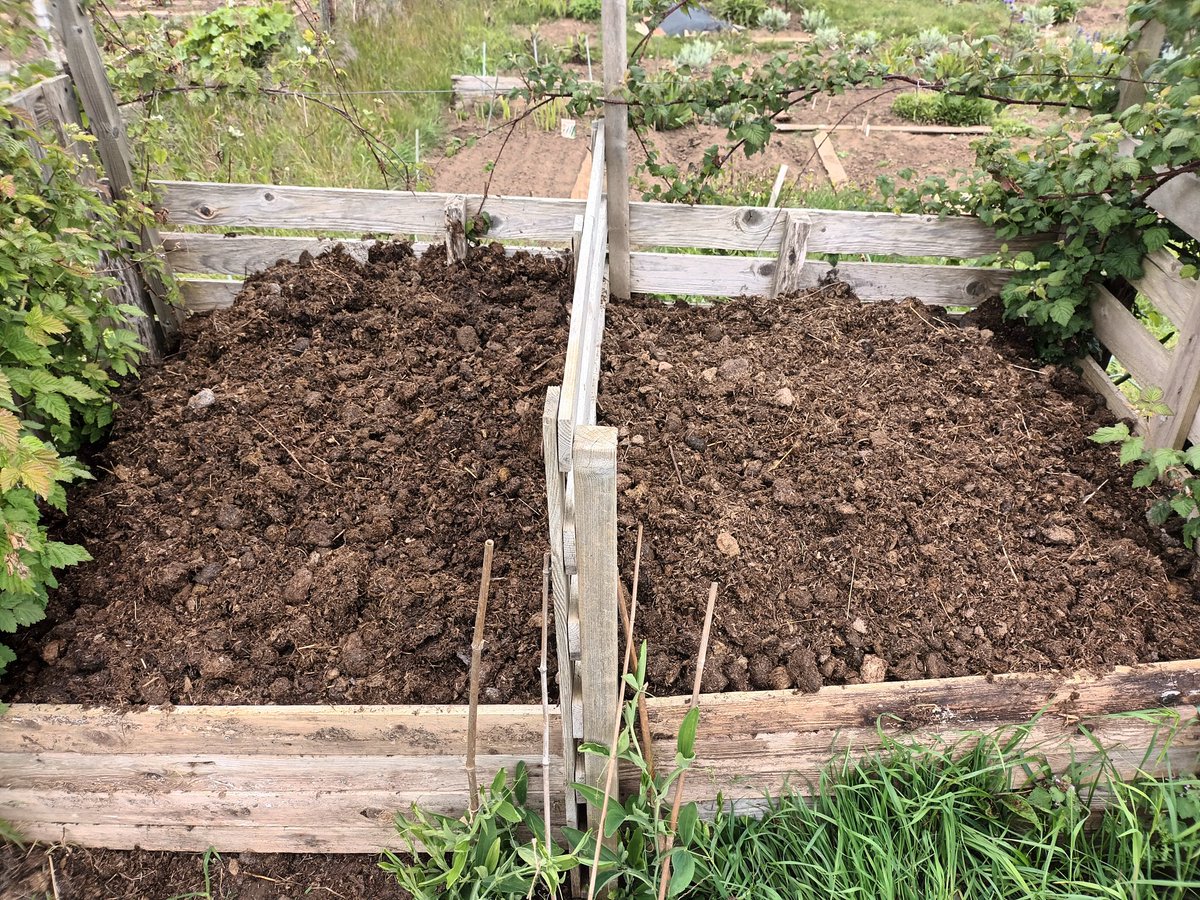 Spent all morning barrowing horse manure into my 2nd bay, mainly to try and get warm! Both are brim full now, and I'm looking forward to trying to grow melons in them. Perennial sweet pea in the front should sprawl over them too. #allotment #manure