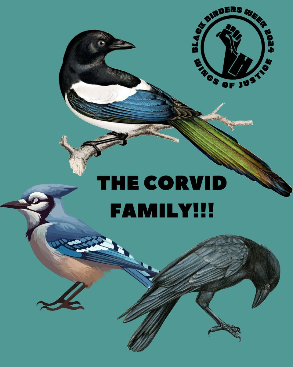 The Corvid Family!!!