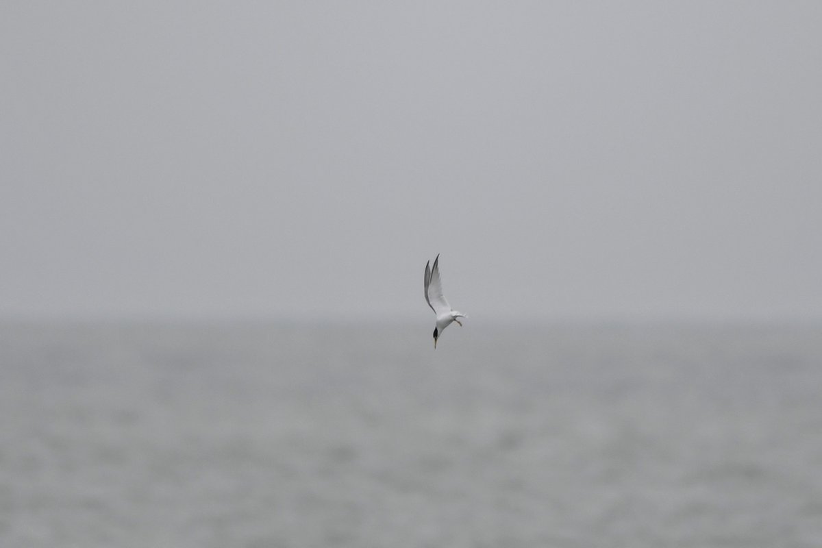 A couple of Little Terns went east past Selsey Bill this afternoon. They hover like hummingbirds before they dive. @SelseyBirder
