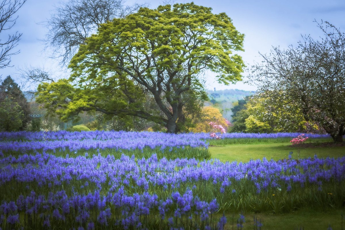 They're blue but they are not bluebells - a marvellous display of Camassia Leichtlinii at @RHSWisley @The_RHS