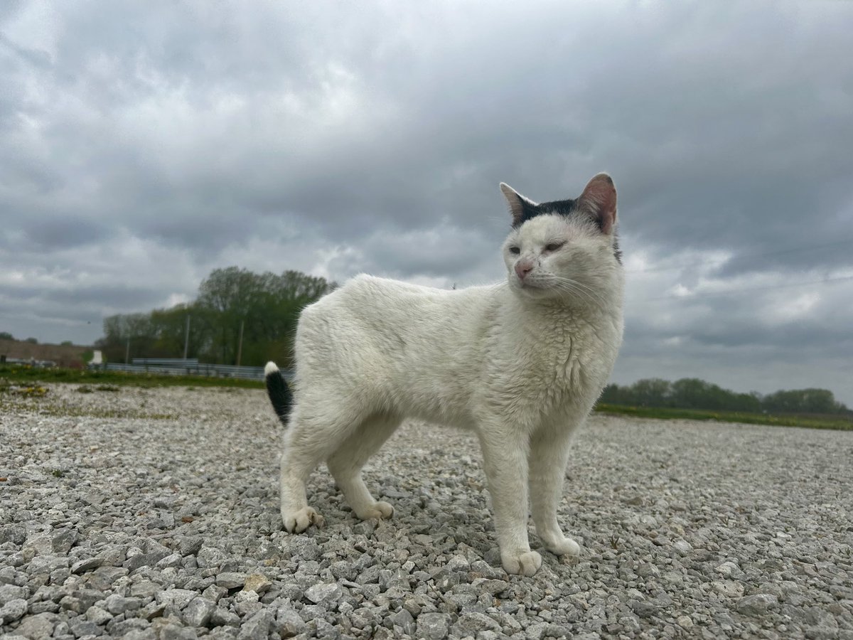 Storm is coming and I’m still out here working hard. Happy #Caturday ⛈️
