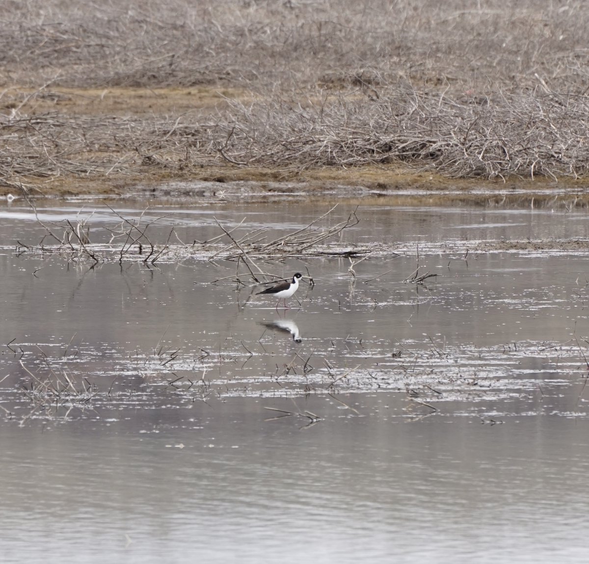 Lots of #birds on the Reservoir yesterday!
#yyc #CityNatureChallenge
