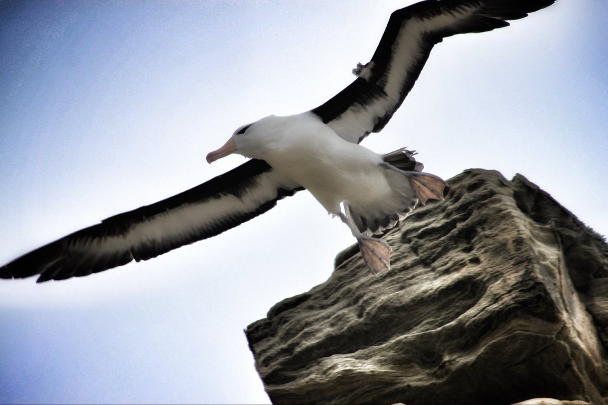 Black-browed albatross taking off 😍 These guys have a 7 to 8ft wingspan! ♥️ #albatross #falklandislands