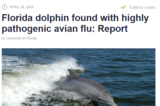 Ignored for over two years, H5N1 has already become a worldwide pandemic, infecting birds and many different mammals on every continent, except Australia. Yet the media pretends the inevitable jump to humans is 'low risk'. We have our heads in the sand. phys.org/news/2024-04-f…