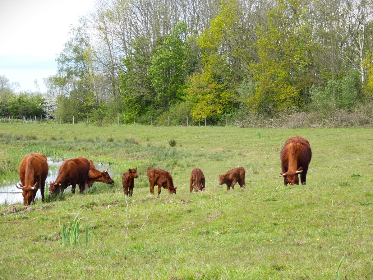 WouterVos7's tweet photo. Vier moeders met hun vier kinderen, vanmiddag in @KanaalparkR
#rodegeus
@FREE_Nature https://t.co/kGvnA2QLYk