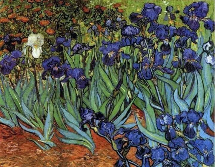 Vincent Van Gogh. Iris