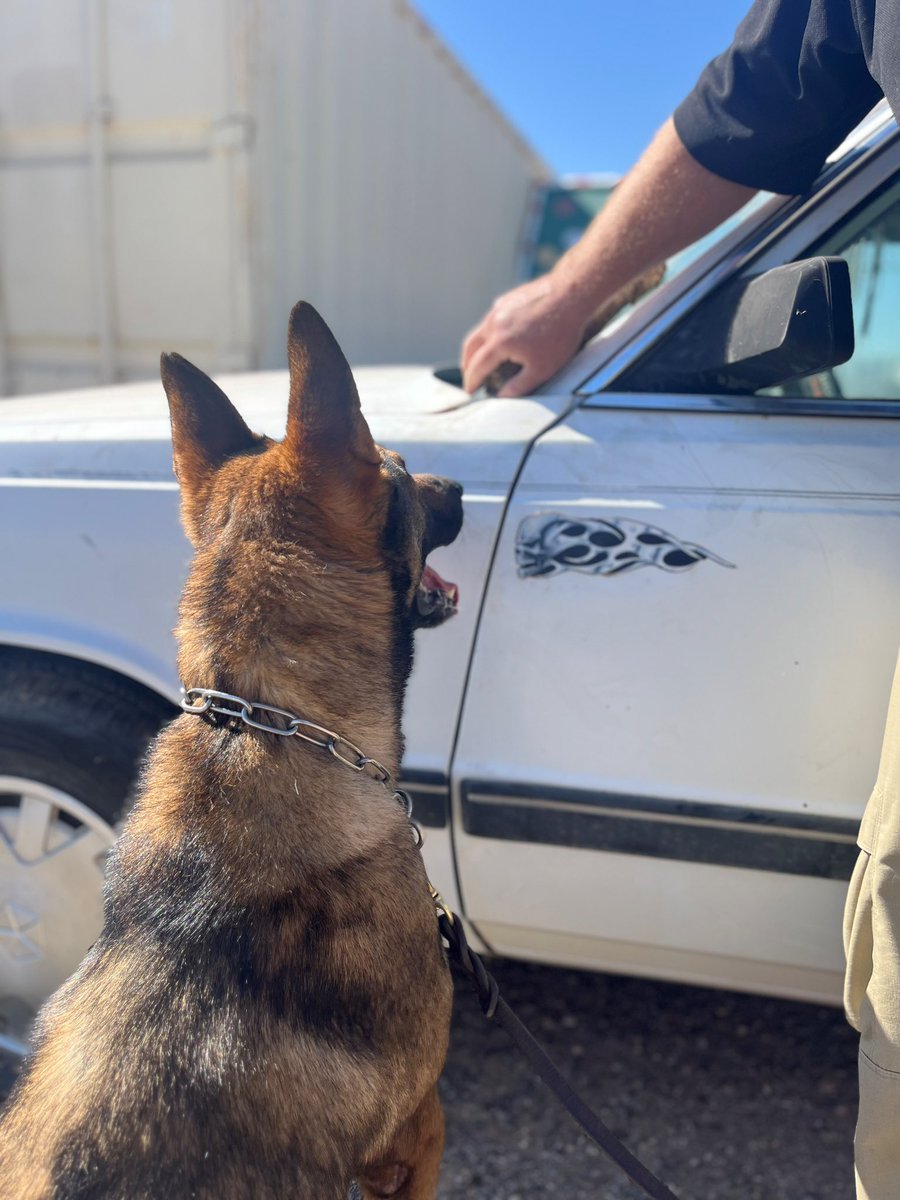 K9 Denis sits and stares at the source of an odor he is trained to detect and is subsequently rewarded during a recent #YumaSector training day. #thenoseknows #YumaStation #k9 #k9training #borderpatrolk9 #k9unit #germanshepherd #welovedogs