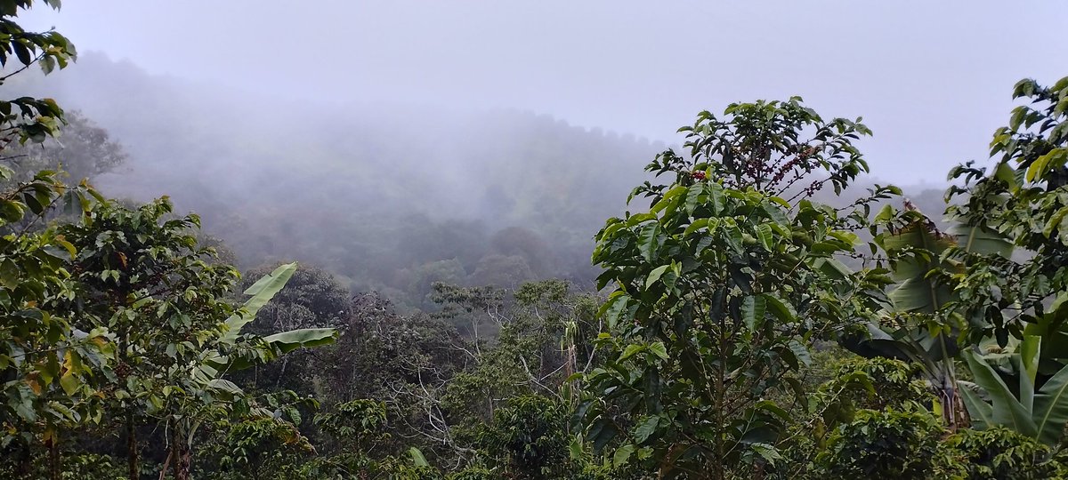 Bajo la neblina...
Jericó, Antioquia 
#FueraAnglogold del Suroeste antioqueño.
¡Escazú YA, Distrito Agroecológico YA!