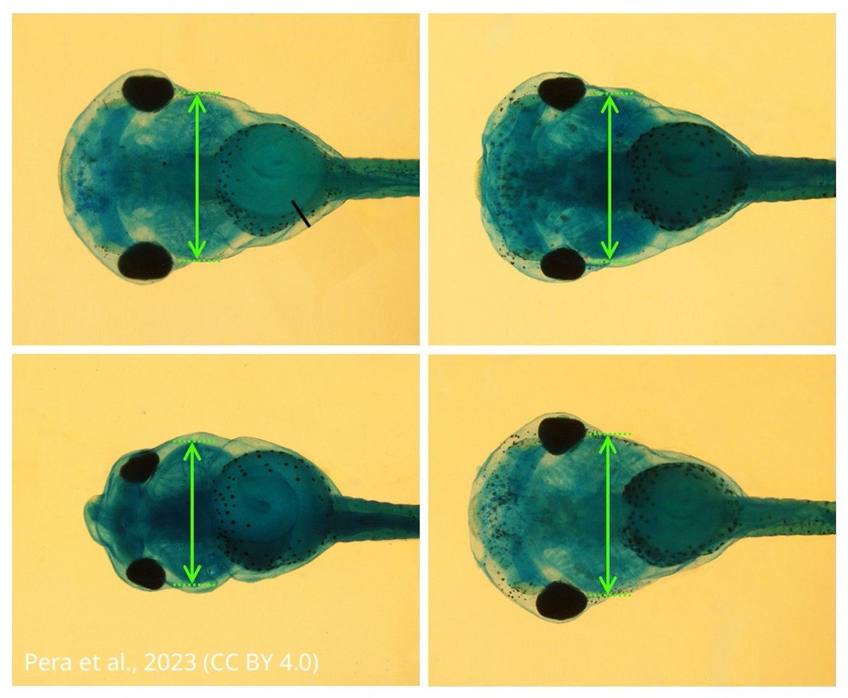 Cell migration in the neural crest is controlled by a proteolytic pathway that involves a double inhibition mechanism. elifesciences.org/articles/91864…