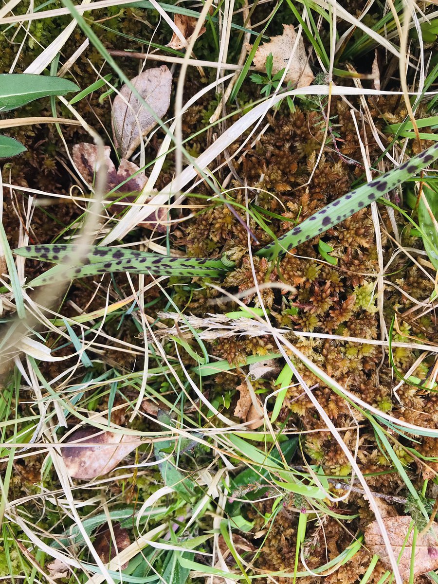 Extraordinary example of ‘passive rewilding’ at Ruddycleave Water on Dartmoor. Wet willow scrub, hazel, rowan & birch feathering over a lightly-grazed common (cattle & ponies more than sheep), interlaced with orchid-studded mires & mossy bogs