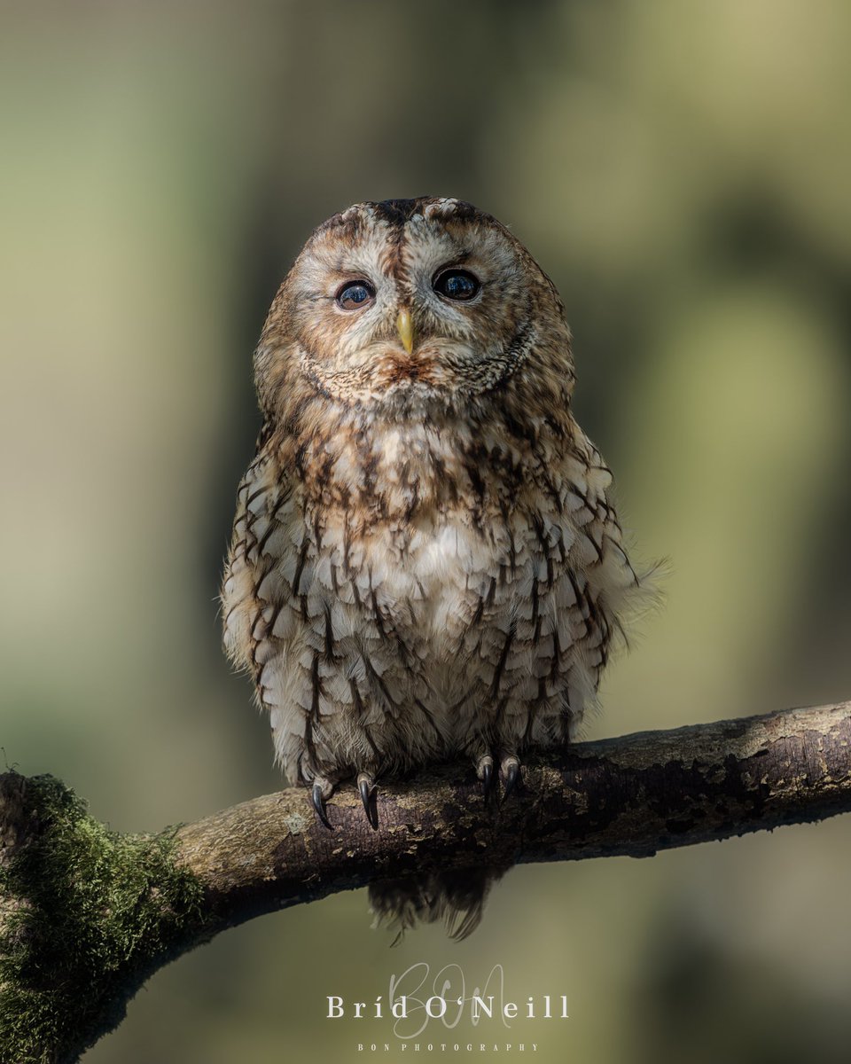 This little beauty is Albert - a tawny owl - and is one of the most adorable owls. His soft gentle little hoot always tugs at my heart no matter how often I hear it.

#tawnyowl #owls #birdofprey #hoothoot #birdphotography #BONPhotography #photographychallenge