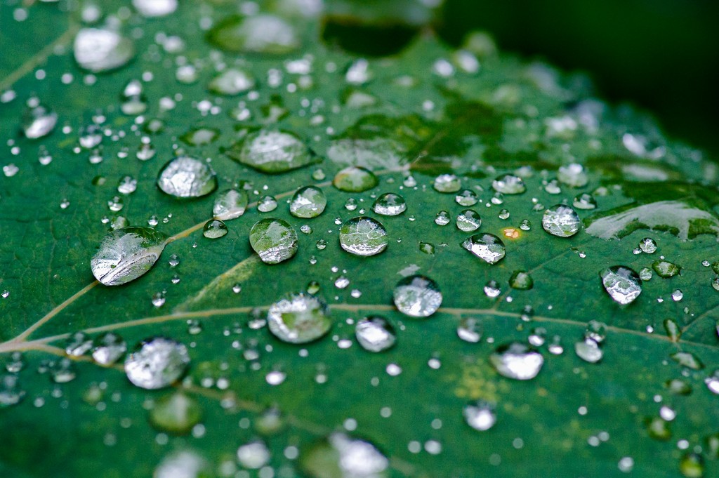 #DYK? A mature evergreen tree can intercept over 15,000 litres of water annually, according to the UN Food and Agriculture Organization. How? Through a range of ingenious uptake strategies, including absorbing water through their roots and directly from the air. 💧 #naturefacts