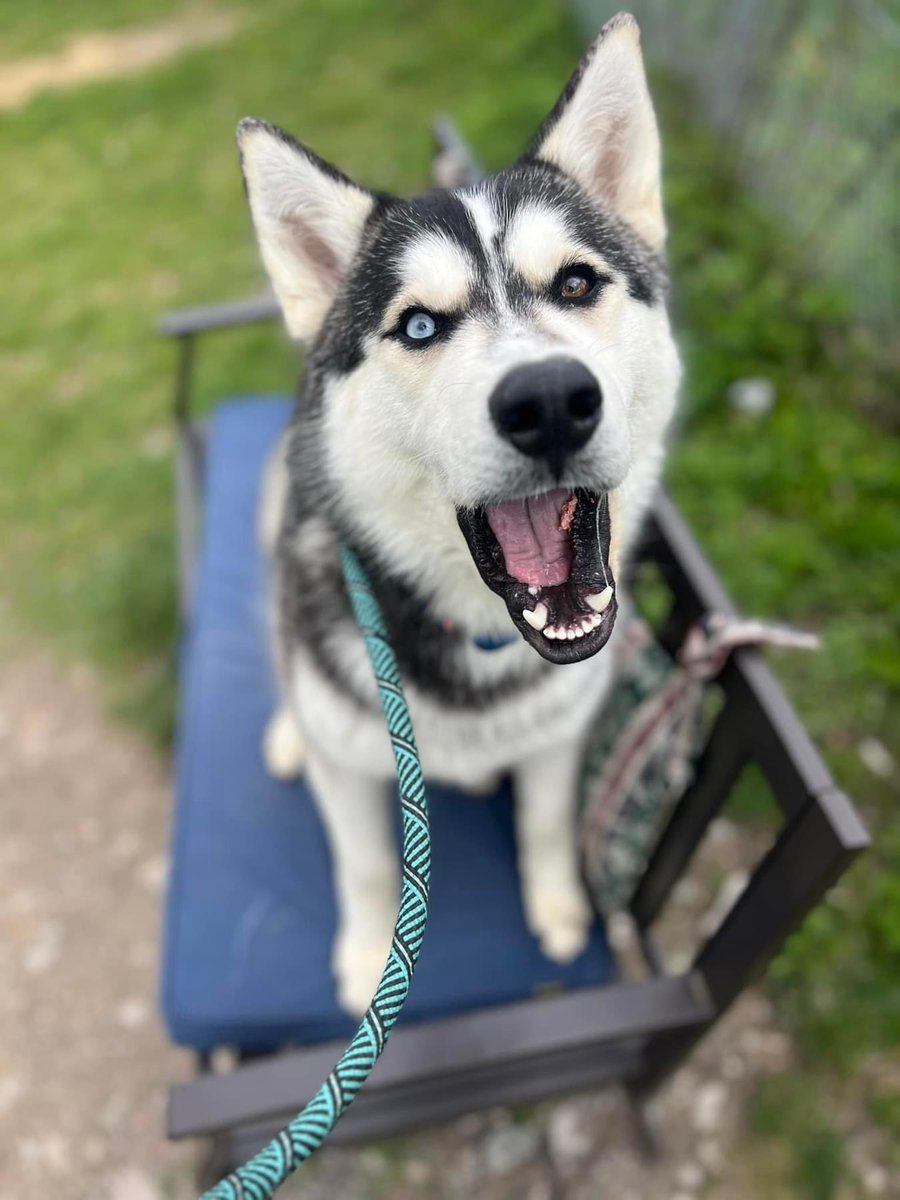 Handsome, fluffy Nanook would love to meet you! This gorgeous boy is full of lively energy. He's quite social and loves to make new friends! Nanook has an adventurous, playful spirit and would like to find an active and fun-loving family to join. tinyurl.com/meetacitydog #adoptme