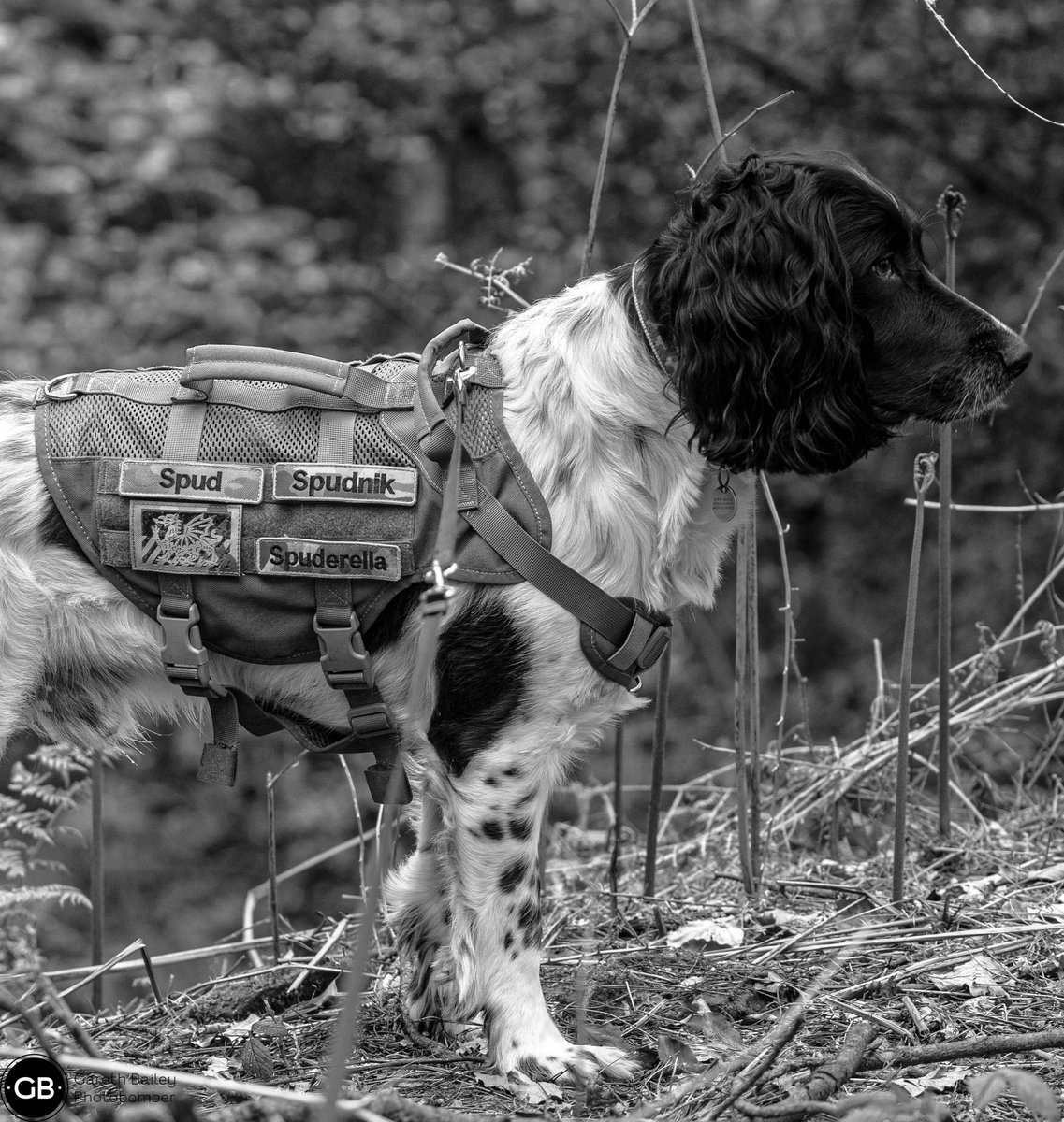 Brody ….the dog with many names! #runcorn #windmillhillwoods #woodlandtrust #photography #dogphoto #springerspaniel #englishspringerspaniel #sonyphotography #sonya7iii