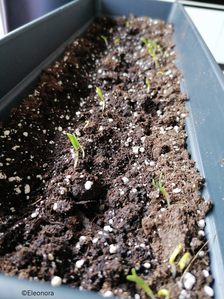 Mrs_Eleonora_'s tweet image. Iemand in het tuincentrum zei dat het bij mij goed zou groeien🤓 Klopt wel na 1 week. Maar ik denk dat het bij iedereen zo is, de snoeperd😜
#spinazie #eigenkweek