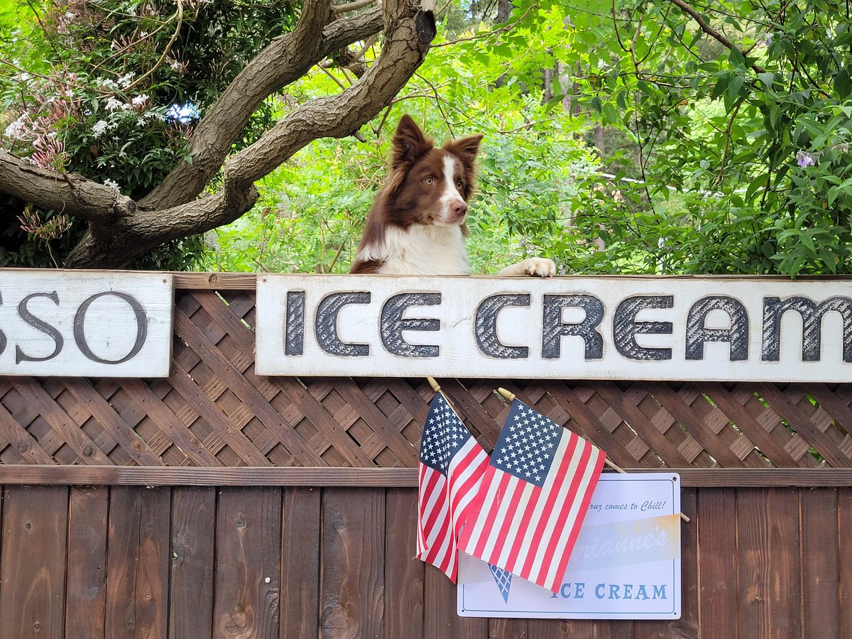 SLVPostNews's tweet photo. All the good things! Spotted peeking over the fence at Zayante Creek Market &amp; Deli. Eager for the weekend (and maybe a double scoop)!

📷Photo by David Chadwick.

#foundtreasure #santacruzmountains #gooddog https://t.co/pAkd6HZwr3