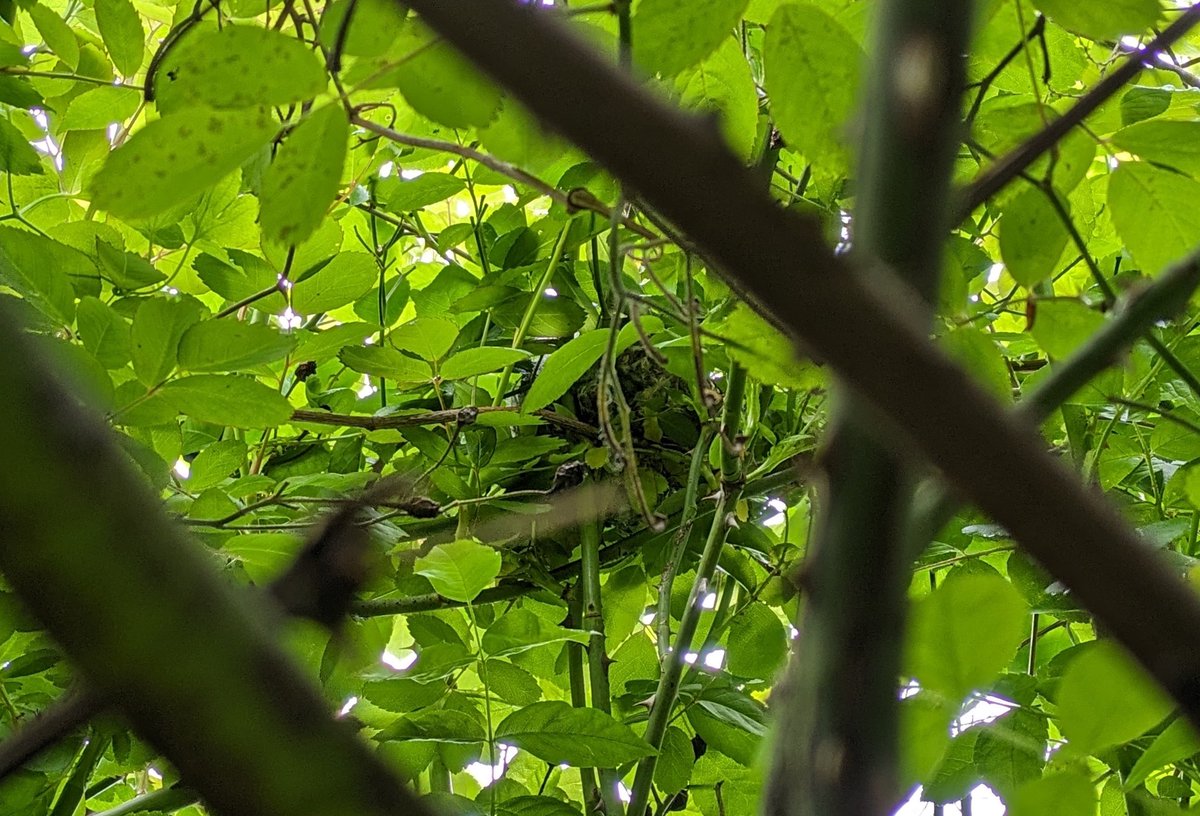 ArableEmily #formerlyknownasweeds tweet media