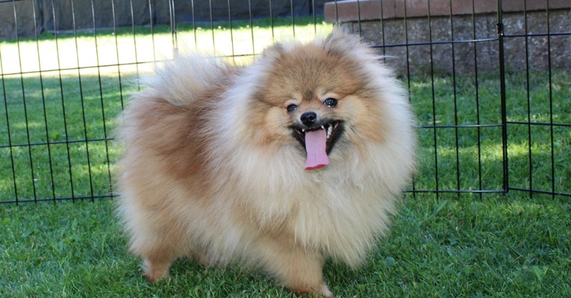 OlgaGudima's tweet photo. AKC Pomeranian puppies: https://t.co/3qAwIe72UR
We offer video conference with our puppies. Contact us: (509)680-0180. Shipping and delivery is available. We are in Evans, WA. See more pictures of our puppies and additional information on the website:
https://t.co/jfNVIT6VsU https://t.co/6r6M3dzceD
