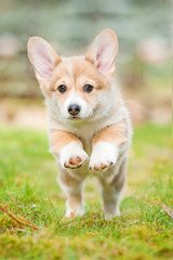 corgisworld0's tweet photo. Perfect Shoot ❤ https://t.co/n3g3vAVHjX