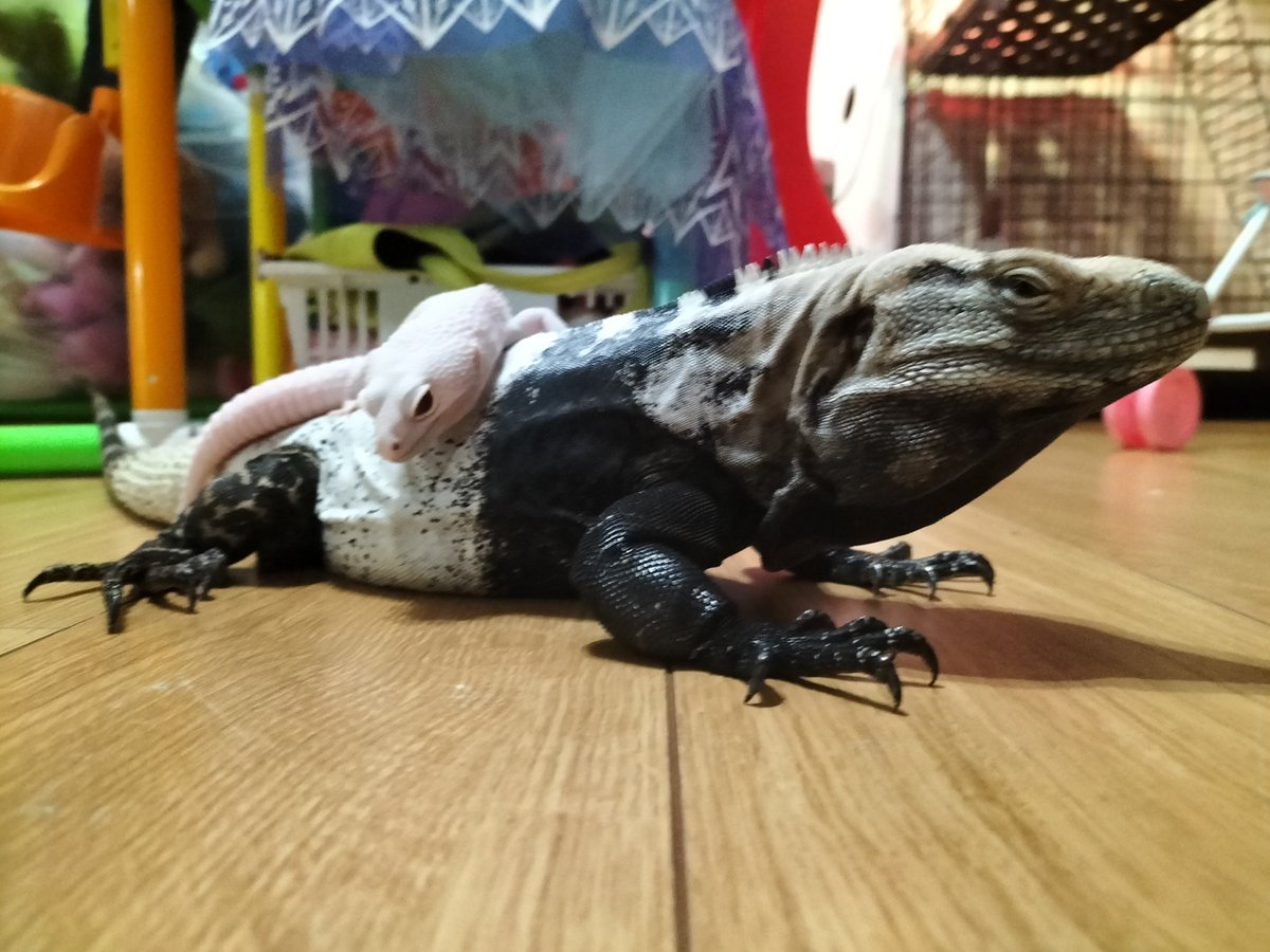 ディアブロに動じないバンちゃん😅