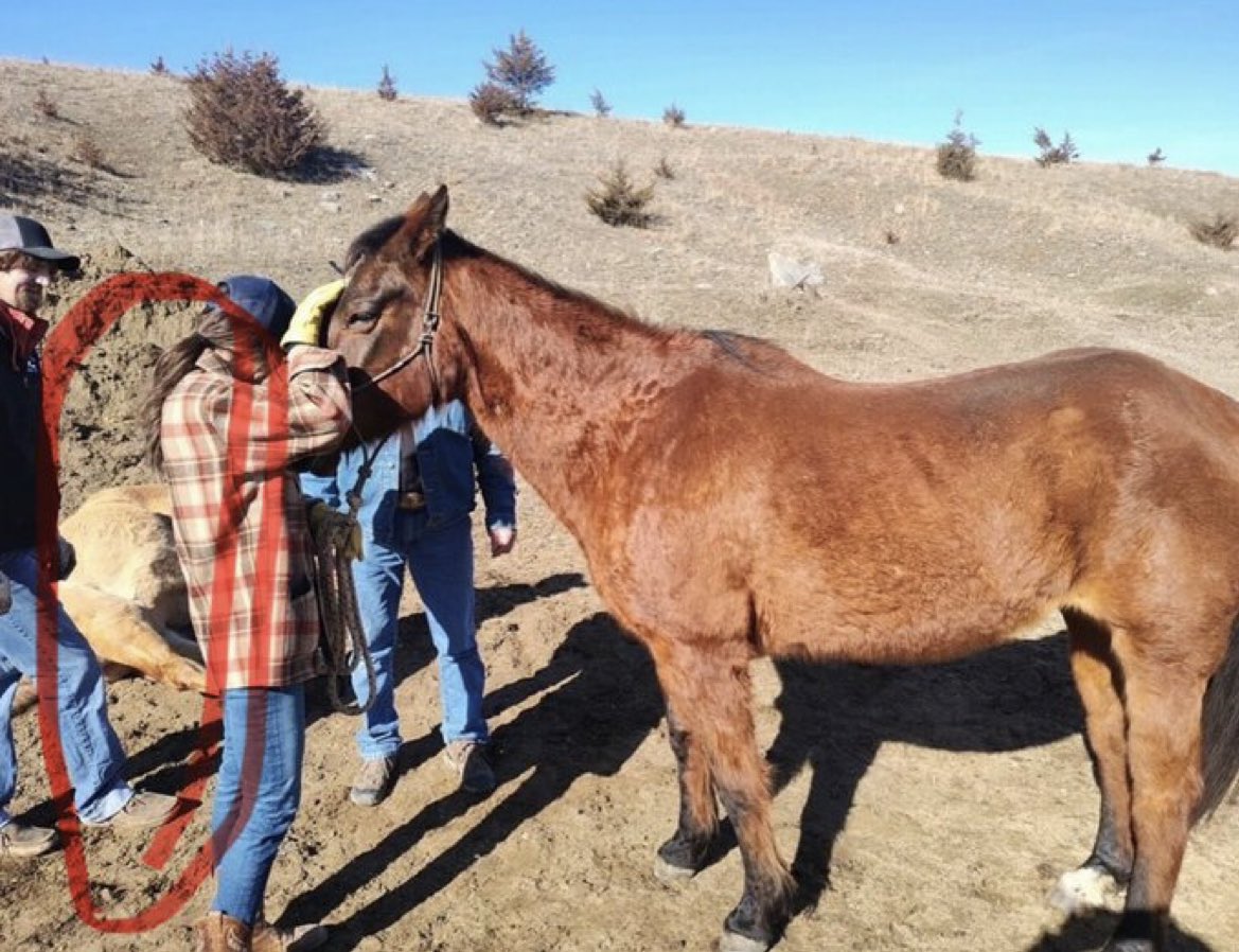 @_Norah__D_ @KristiNoem And shot three of her horses because they were losing weight, and forced them to witness/stand next to their killed herd mates as they waited their turn.