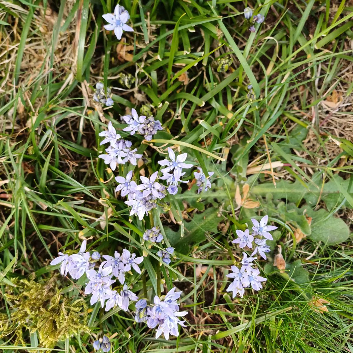 ness_owen's tweet photo. Diwrnod ailhadu. Mae 'na awyr las a seren y gwanwyn allan. #bluebells #springsquill #dogviolet Blue skies #wildflowers and reseeding after a long season. https://t.co/5Xx9UR3rzb