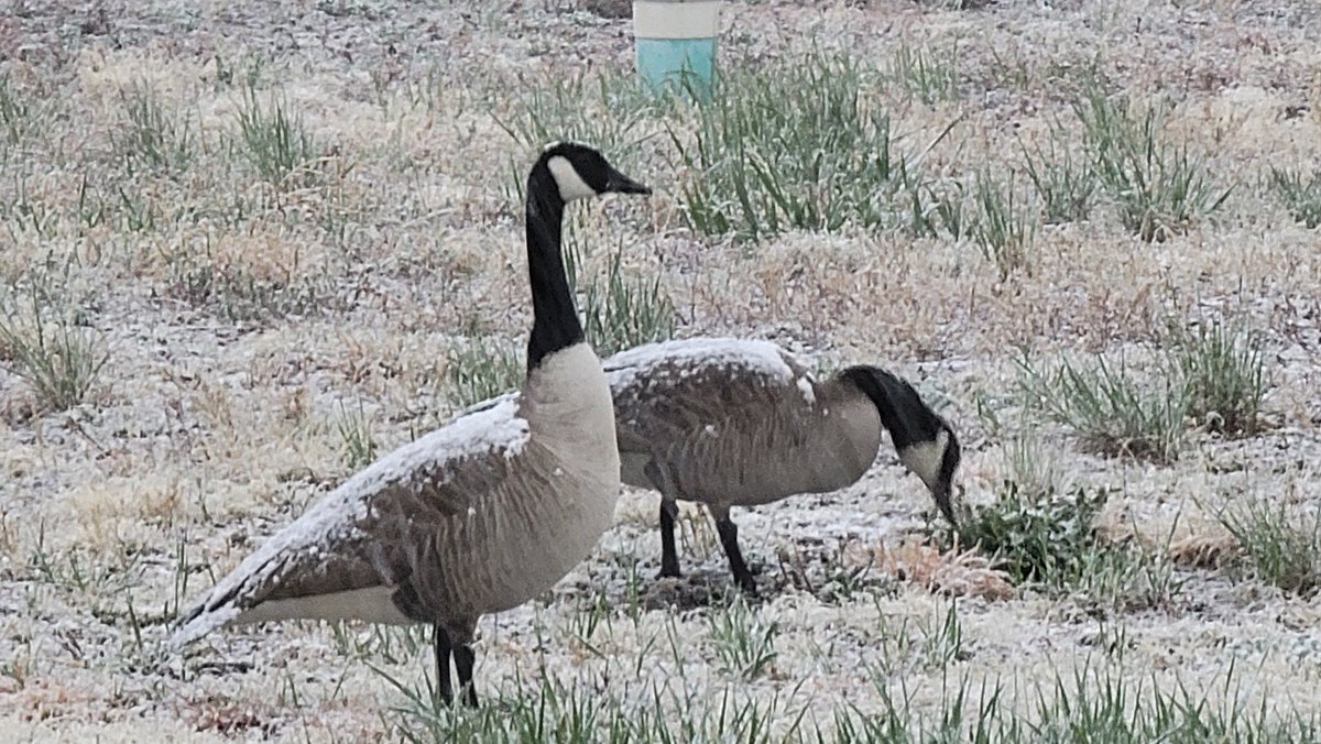 These geese had hopes of spring already, but snow increasing now.