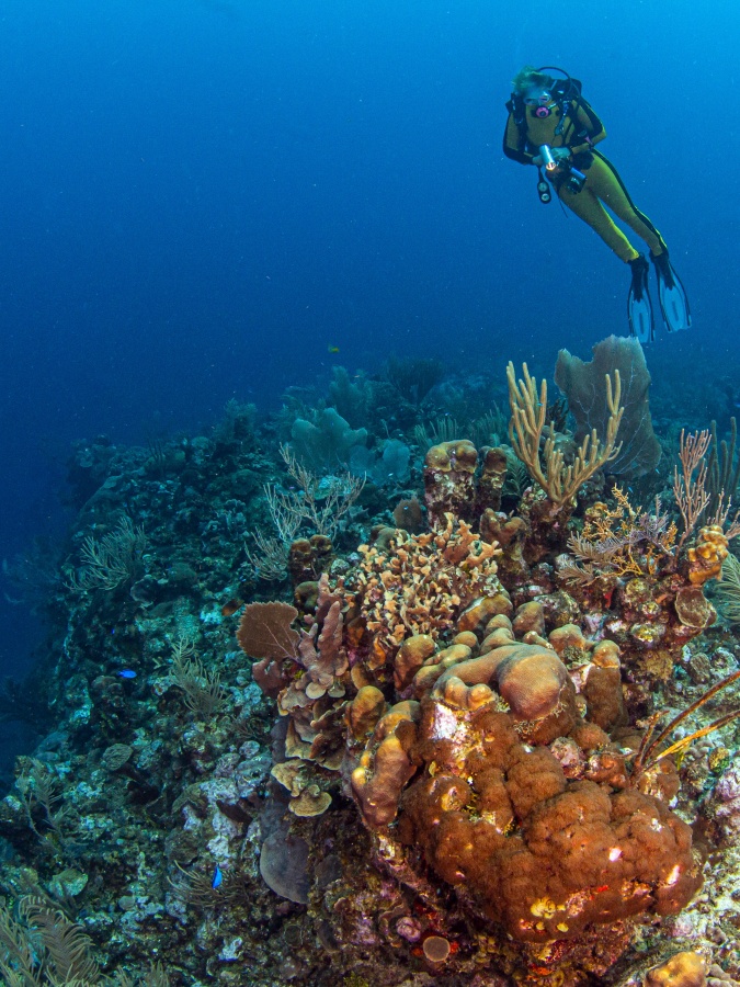 Consejos para visitar el Gran Agujero Azul: un ojo en medio del mar en Belice alanxelmundo.com/consejos-para-…