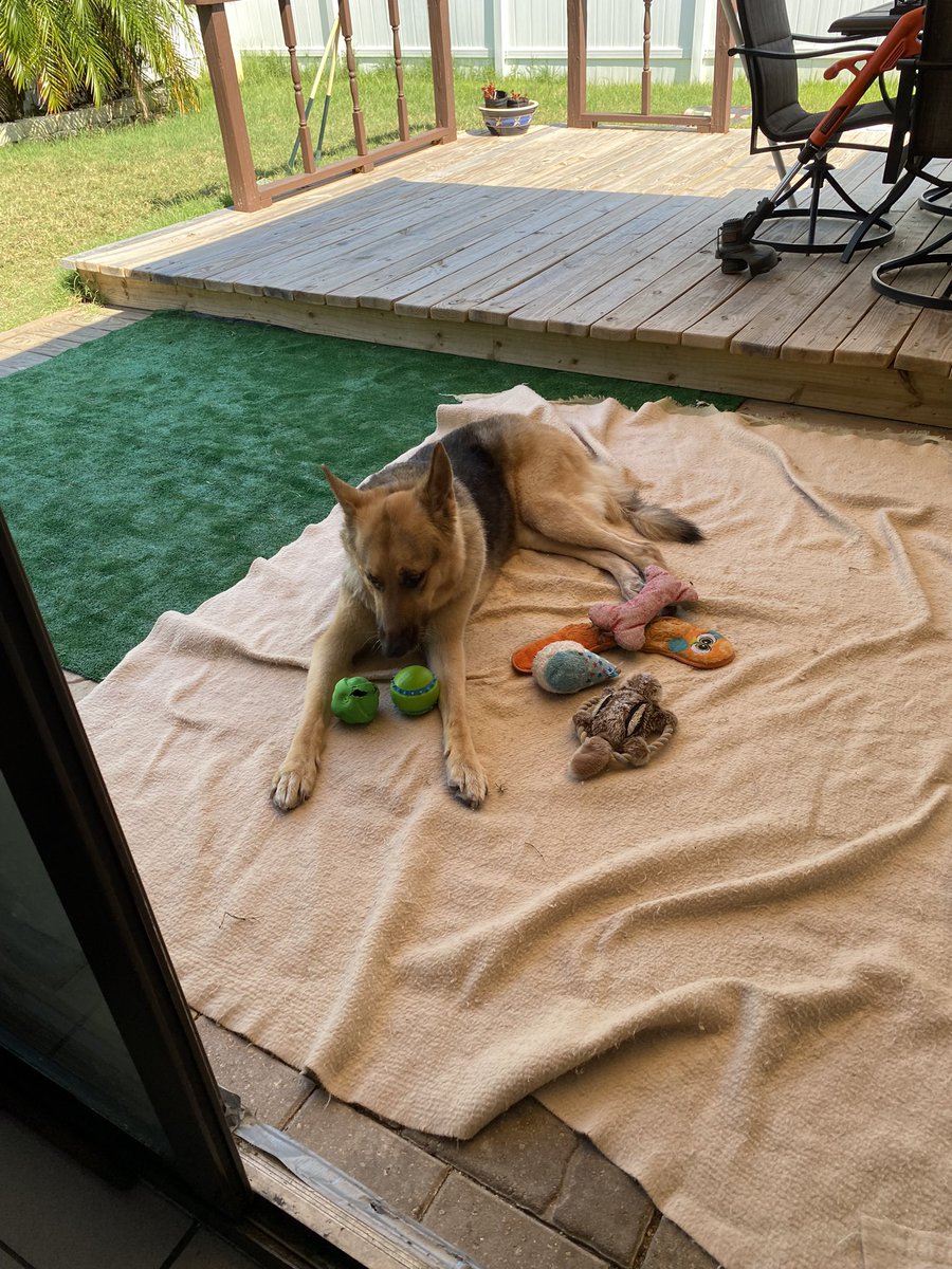 @LauraLoomer Even though Harmony has degenerative myelopathy, I’ve done everything I can possibly to keep her happy. She goes to hydrotherapy and has a wheelchair. Here she’s with her new toy & on “our picnic”