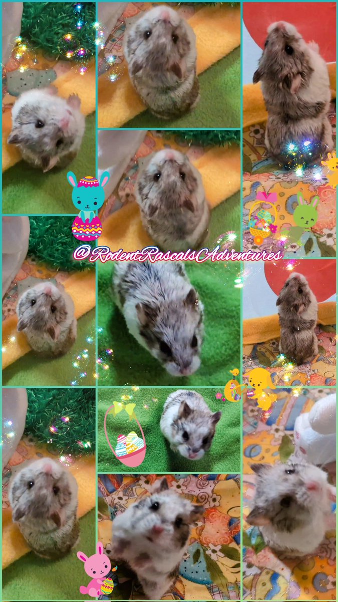 🐹💐 #SpringVibes from Mr. Hamster!!! He's looking forward to delighting YOU some more with his Charm!! Many NEW HAMSTERIFIC ADVENTURES COMING SOON... #hamster #hamsters #pets #photooftheday #WeekendVibes 
❤️🐹🐽🐀💻⬇️
#RodentRascalsAdventures
