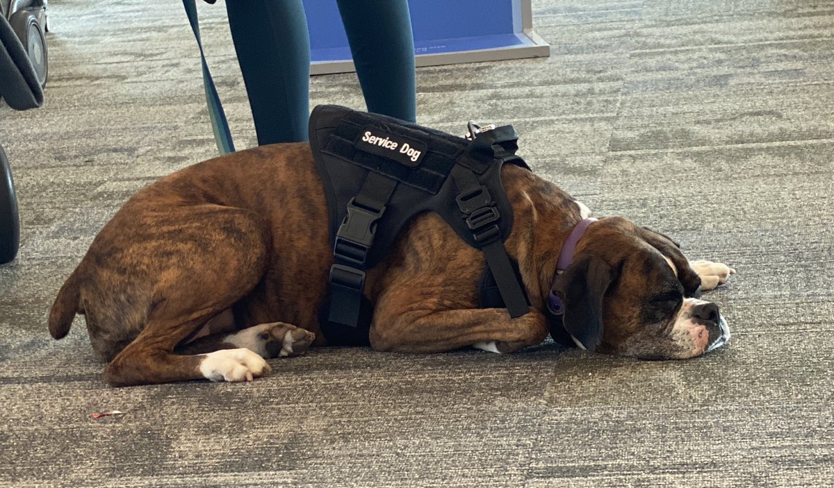 Serious questions… do they get a boarding pass? Does one this size have their own seat? What if someone seated near them has a major dog phobia? This pretty lady isn’t small… #flying #servicedogs
