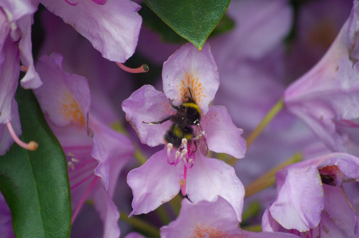 Did you know rhododendron ponticumis is an invasive species? While you can still buy seeds, we'd encourage you not to for the sake of both your garden and local wildlife! Opt for native shrubs and flowers instead like these 👉kentwildlifetrust.org.uk/actions/how-ma… 📷 Laura Cronin