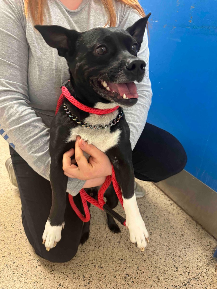 Do you recognize this pup? He was brought to our shelter after being found on E Annsbury and G St. He is an unaltered male and approximately 3 years old. We are calling him “Eduardo”. If you know who his family is, please contact the shelter!