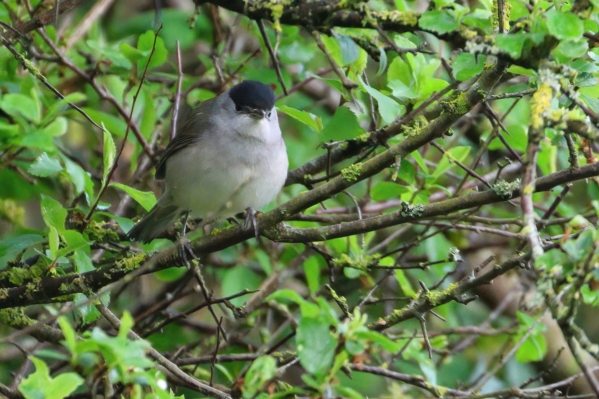 This male Blackcap was hunting for food in the bushes at Lodmoor yesterday...