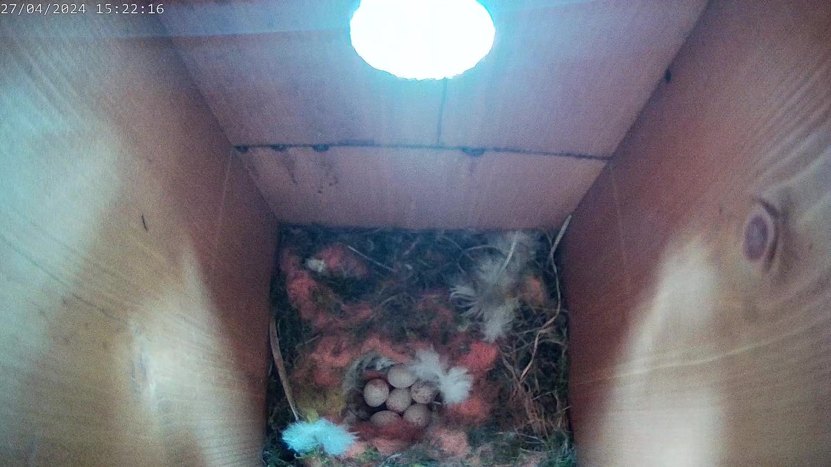 6 eggs in the box today 🪺 @GreenFeathersUK #birds #nestbox #wildlife
