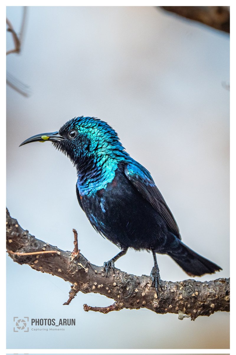 If the adage 'the early bird catches the worm' were to be represented visually, this image would serve as an apt illustration .. Purple Sunbird ! #Indore #photography #ThePhotoHour #IndiAves #birdphotography #BirdsofIndia #TwitterNaturePhotography #BBCWildlifePOTD #SonyAlpha