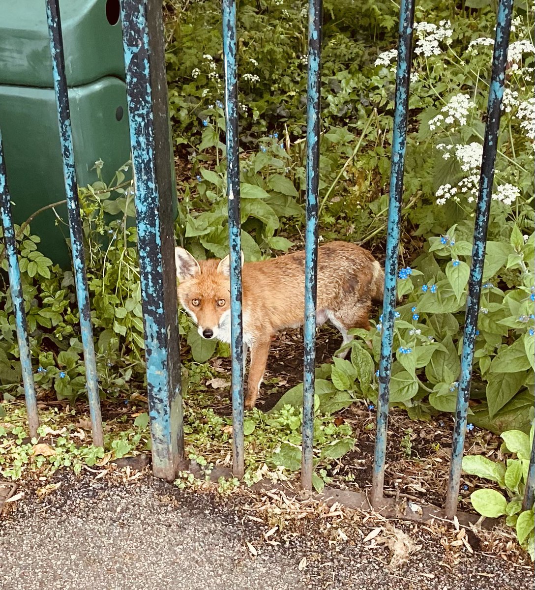 Bold fox in Wimbledon watching pedestrians walk by #FoxOfTheDay