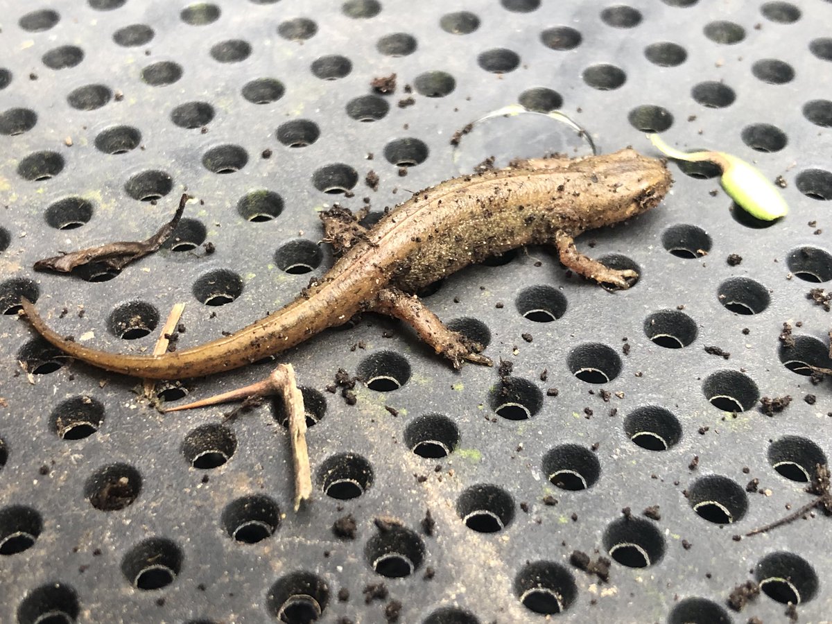 First time I’ve seen one of these in the garden!