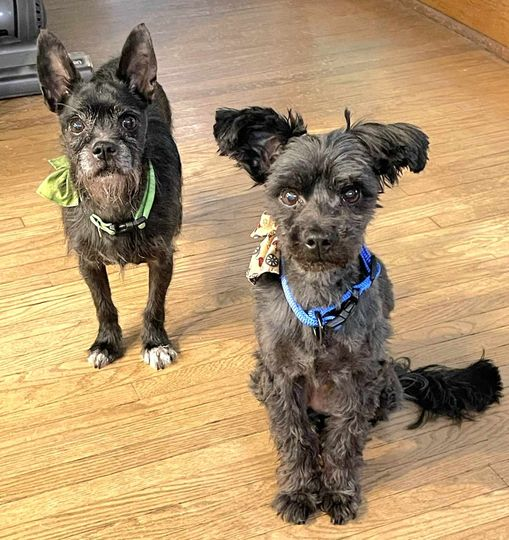 Adopt Kingston & Moose @ happysplace.ca facebook.com/happysplacesen…  #MiltonOn #kwawesome #brantford #brantcounty #PeelRegion #HaltonRegion #StratfordON #FlamboroughON #ParisON #WaterlooON #GuelphON #watreg #kitchenerwaterloo #Guelph #orillia #Muskoka #haliburton #cobourg