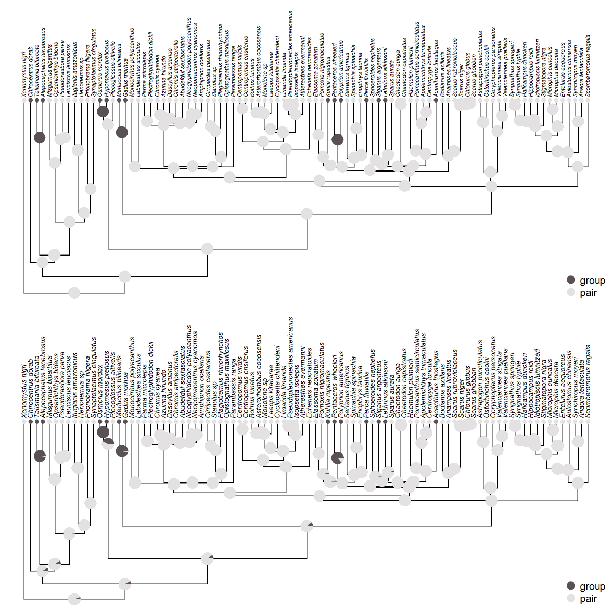 I field a lot of questions about ancestral state reconstruction of discrete traits so I posted a new tutorial to my blog that contains a number of useful #Rstats #phytools demos. 😀

Check it out here: blog.phytools.org/2024/04/a-few-….