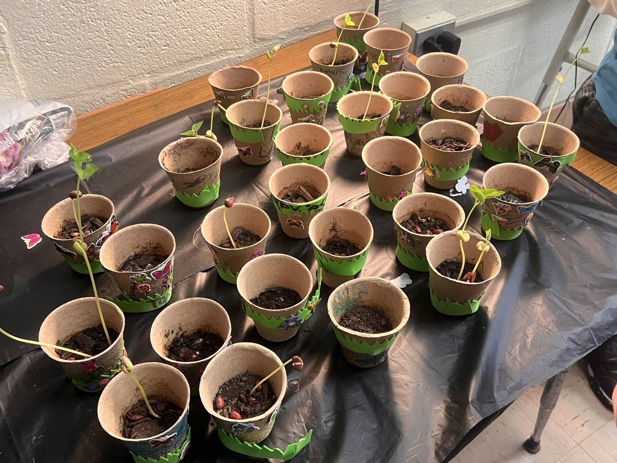 Ms. Vazquez’s 1st graders are keeping an eye on their seeds as they GROW!! 🌱 Earth Science is exciting! #sciencematters #EarthDay #EarthScience