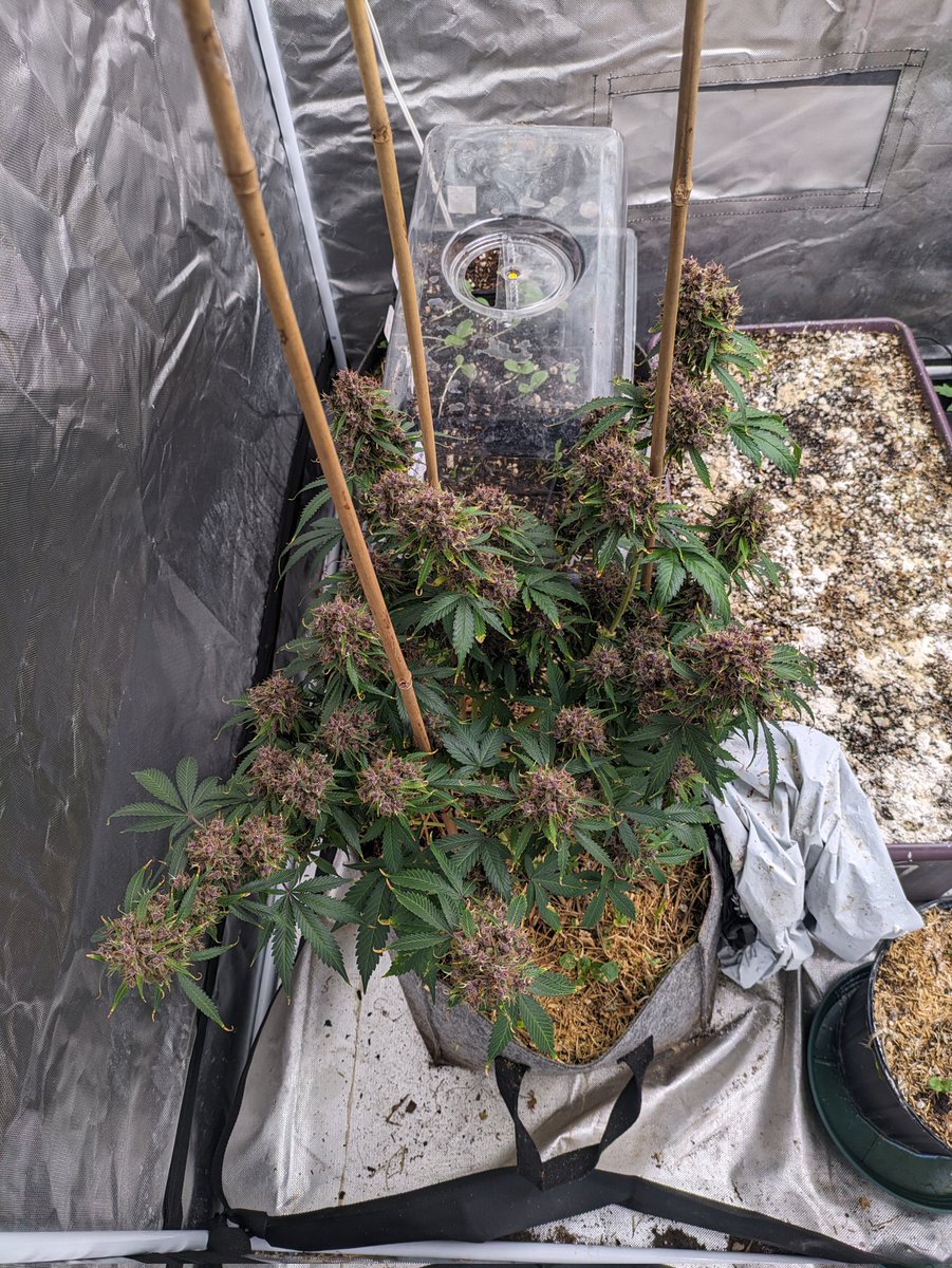 Mistakes were made but she's recovering nicely, gotta lighten my hand 😅 2 weeks of just yawhey, coconut water, bamboo biochar vinegar, bokashi and some EM1. Thankfully she's resilient🌿 hoping I don't lose out on too much 
#autoflowercult #homegrown #cannnabisculture